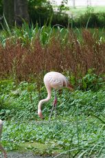 Flamingo (18 von 21).jpg